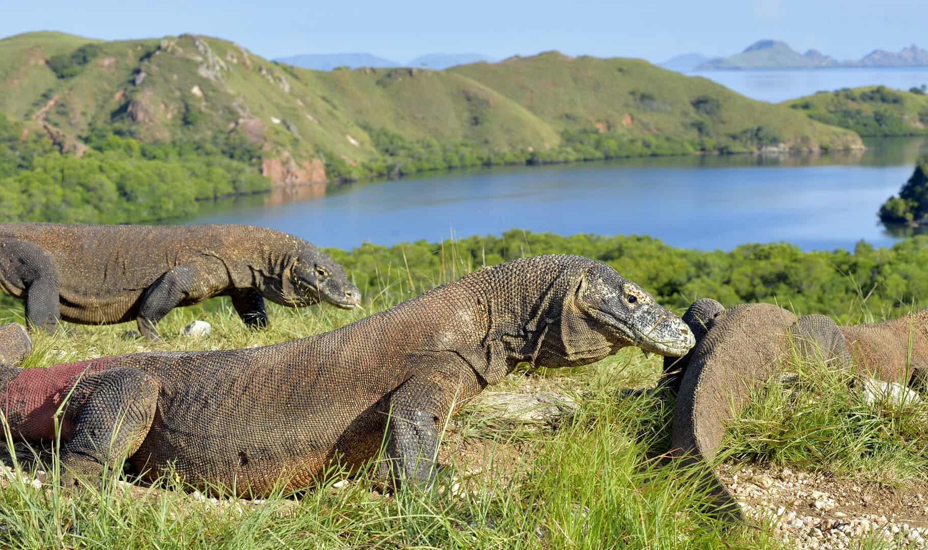 L’avventurosa isola⁢ di Komodo, Indonesia: tra draghi preistorici e meraviglie coralline