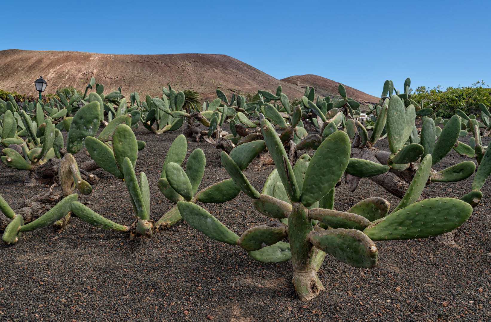 L’Isola di Lanzarote: un viaggio tra arte, natura e vigneti lunari