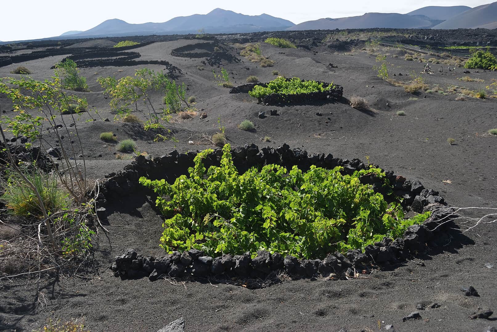 L’isola di Lanzarote, Canarie: arte, natura e vigneti lunari