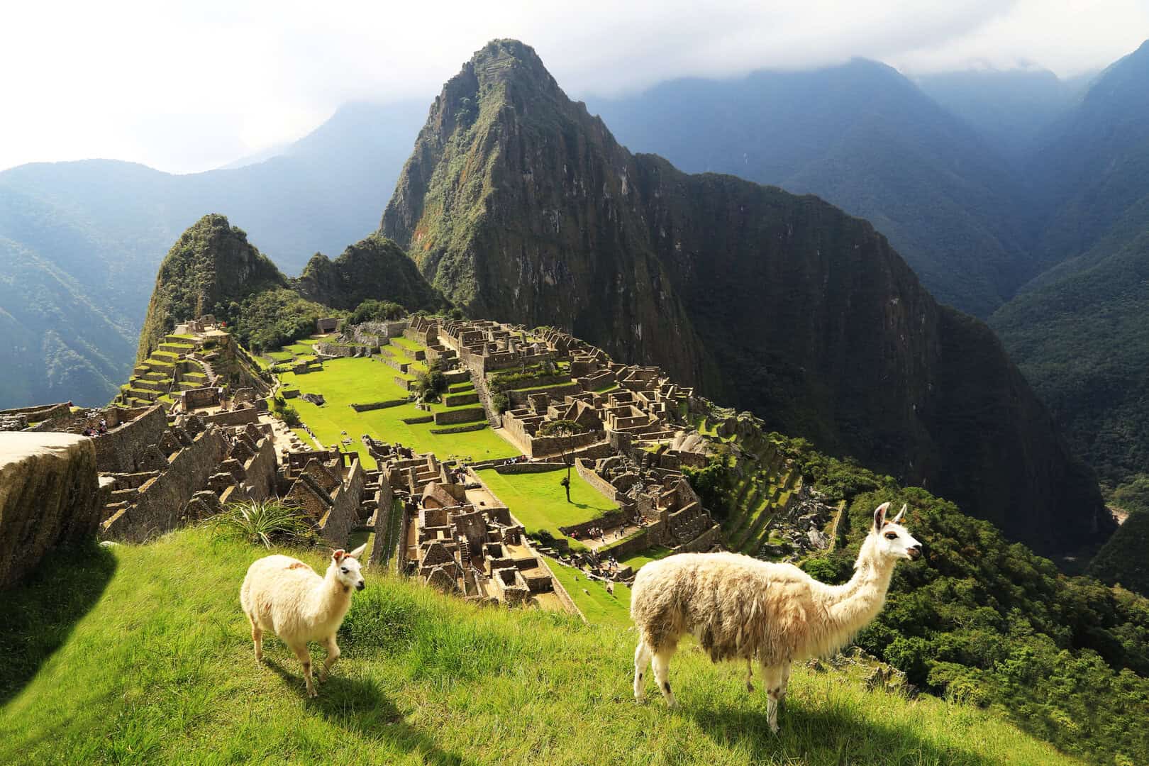 machu picchu lama