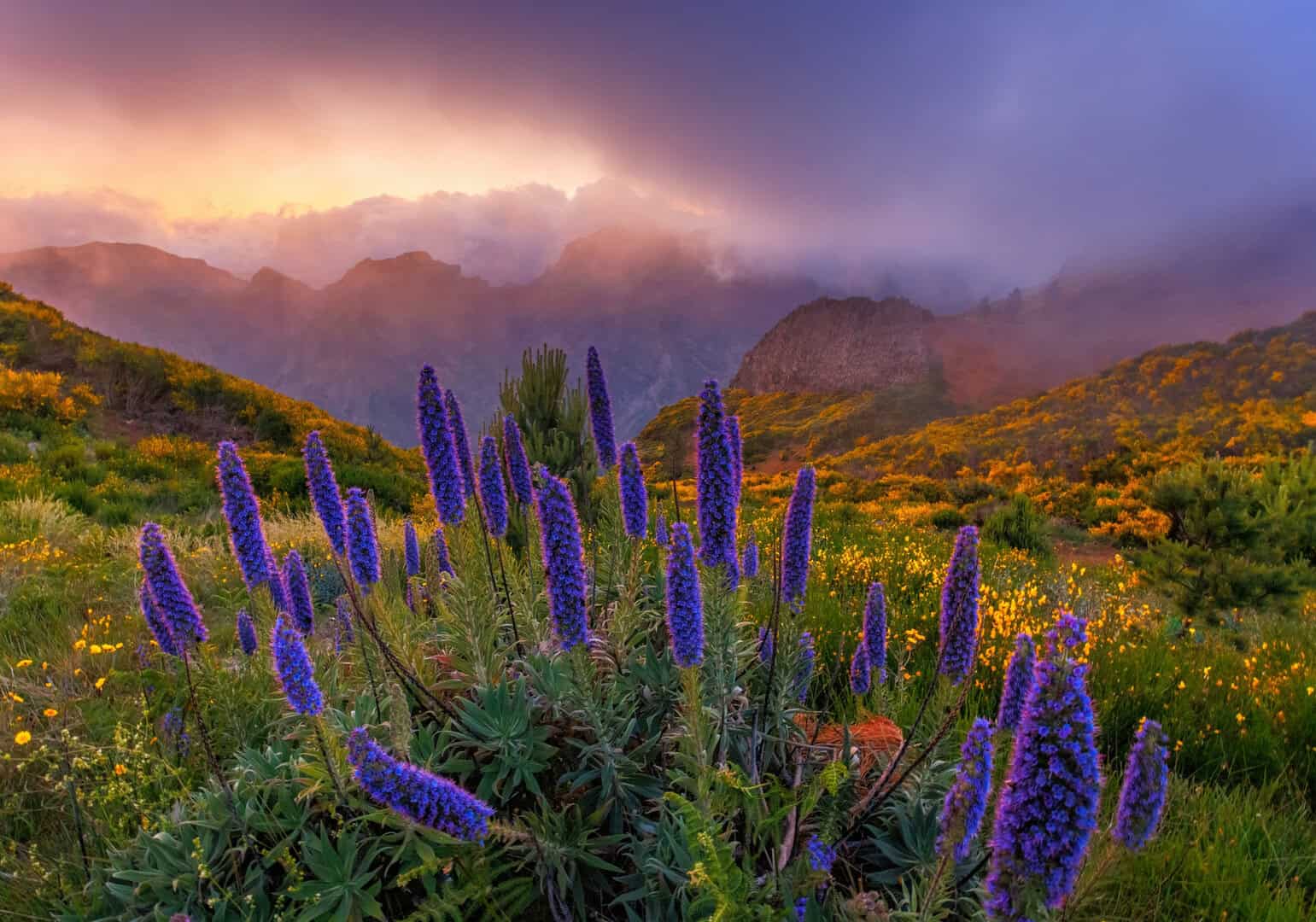 madeira fiori