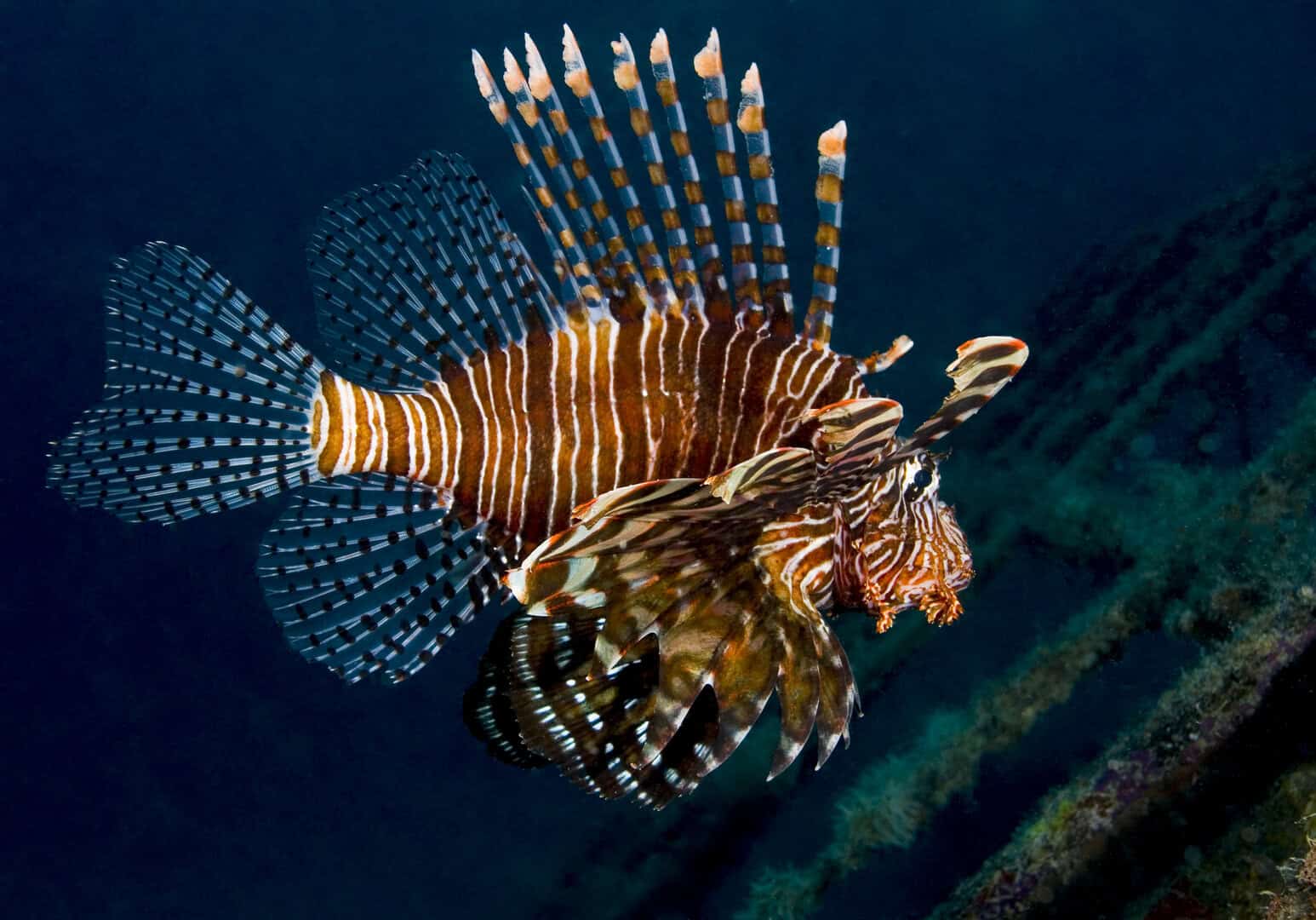 Il pesce leone invade il mar Mediterraneo: i potenziali impatti di una specie aliena
