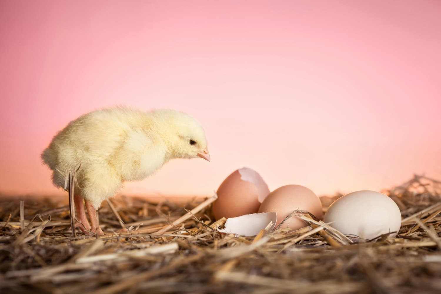 Chi è nato prima, l’uovo o la gallina? Scoperta di antiche uova cambia la storia del pollo