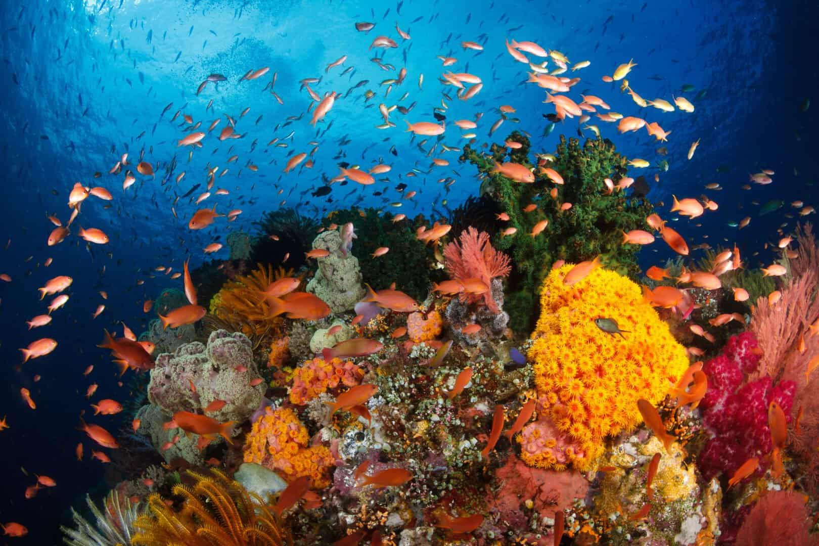 Raja Ampat, Indonesia: un paradiso inesplorato tra biodiversità marina e culture ancestrali