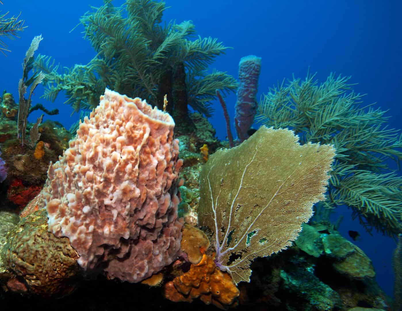 Roatán, Honduras: un paradiso subacqueo nei Caraibi