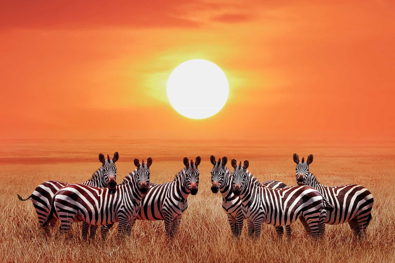 Il Parco Nazionale Serengeti in Tanzania: una delle più grandi meraviglie naturali al mondo