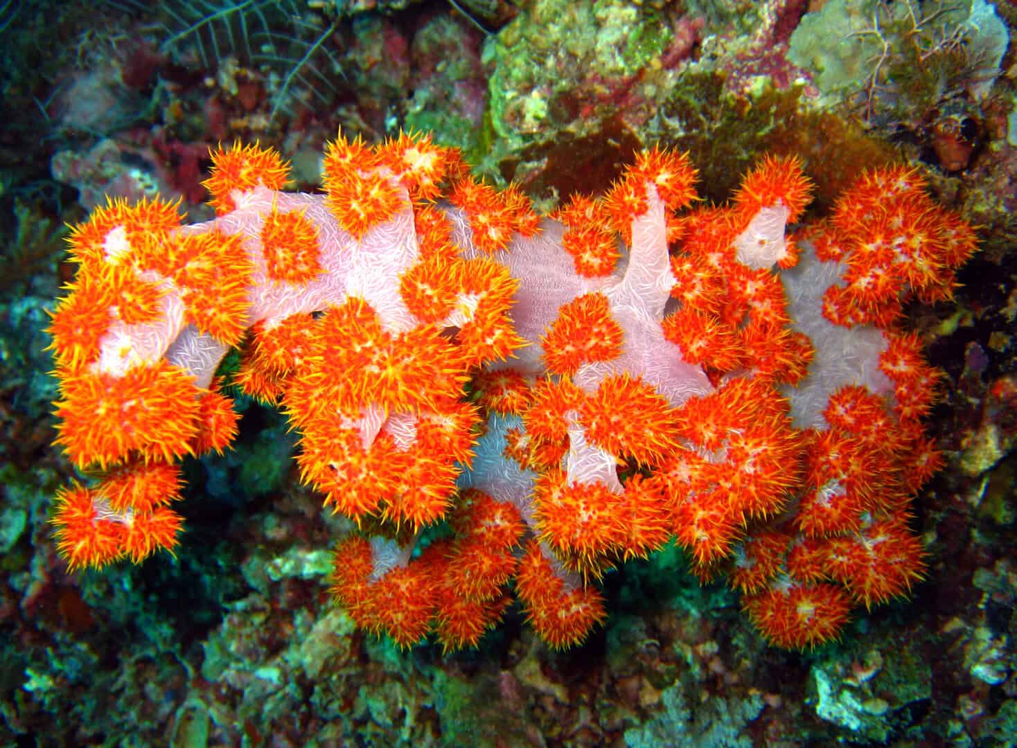 sipadan coralli