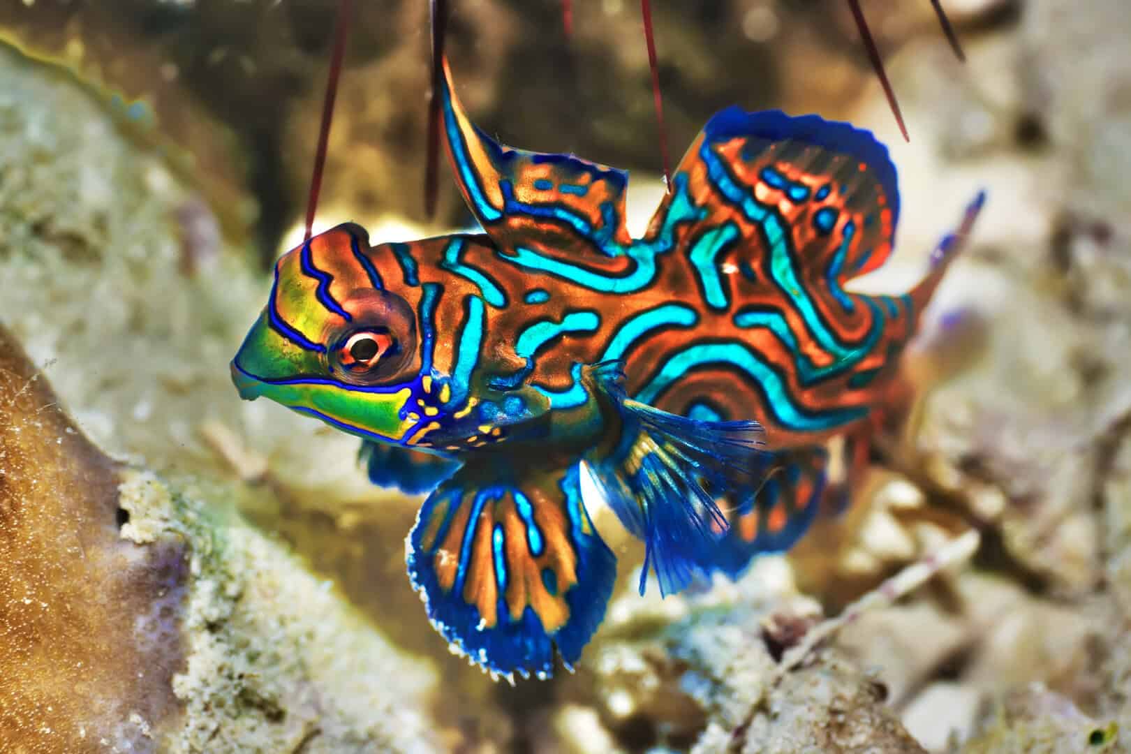 Sipadan, Malesia: un paradiso sommerso nel cuore del Borneo