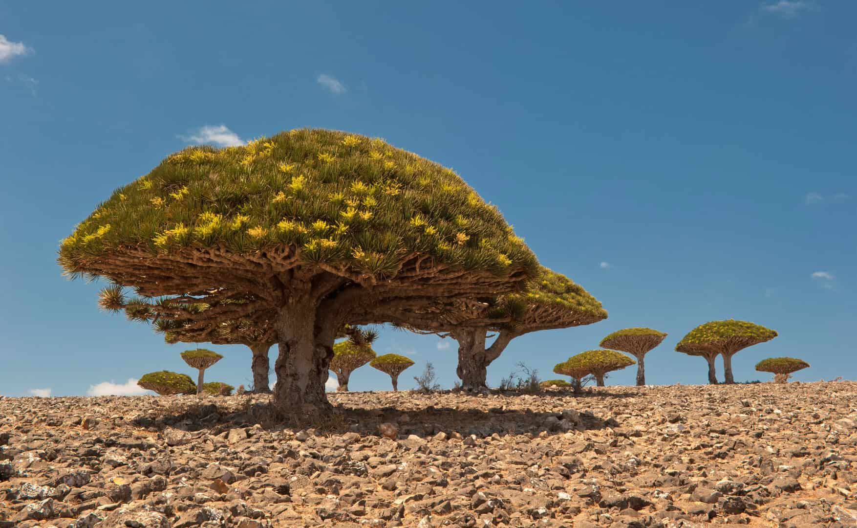 Socotra, Yemen: tra paesaggi alieni e biodiversità incomparabile