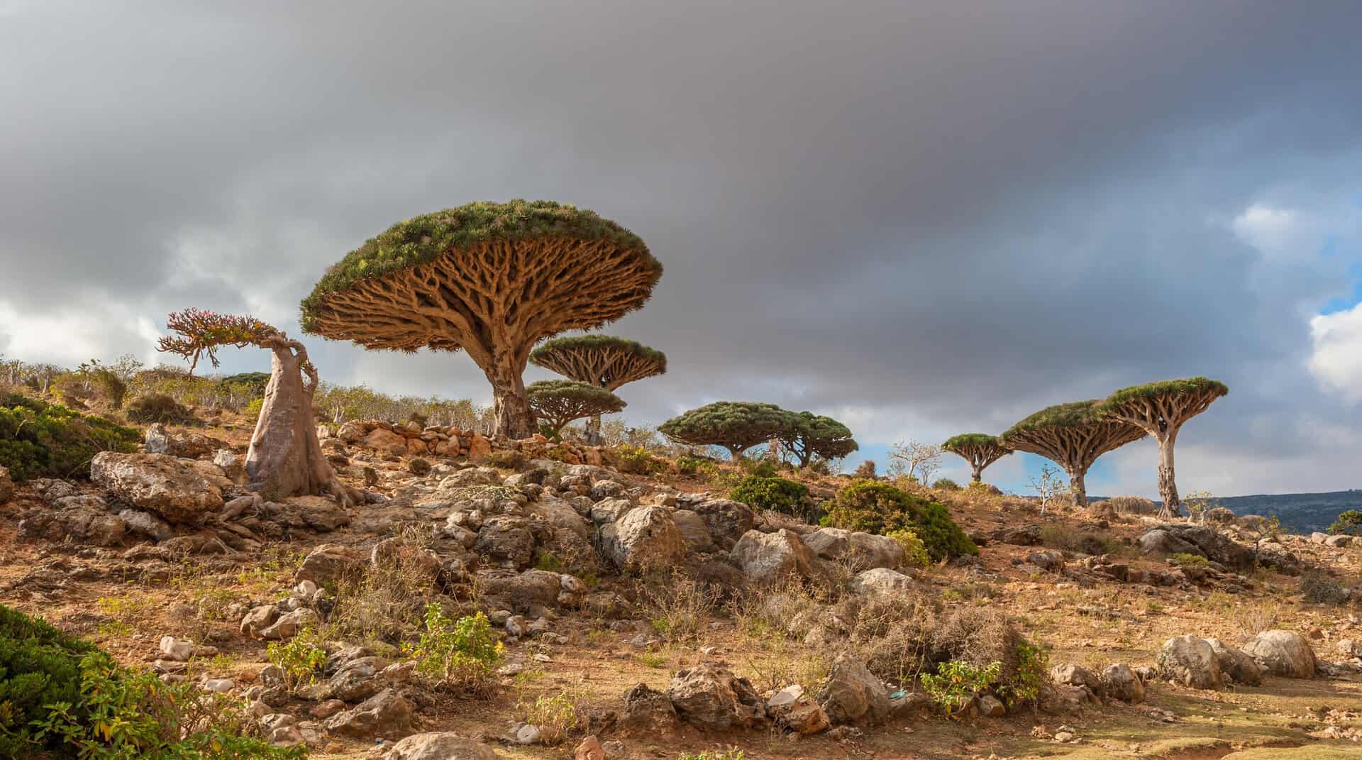 Le meraviglie segrete dell’isola di Socotra, Yemen