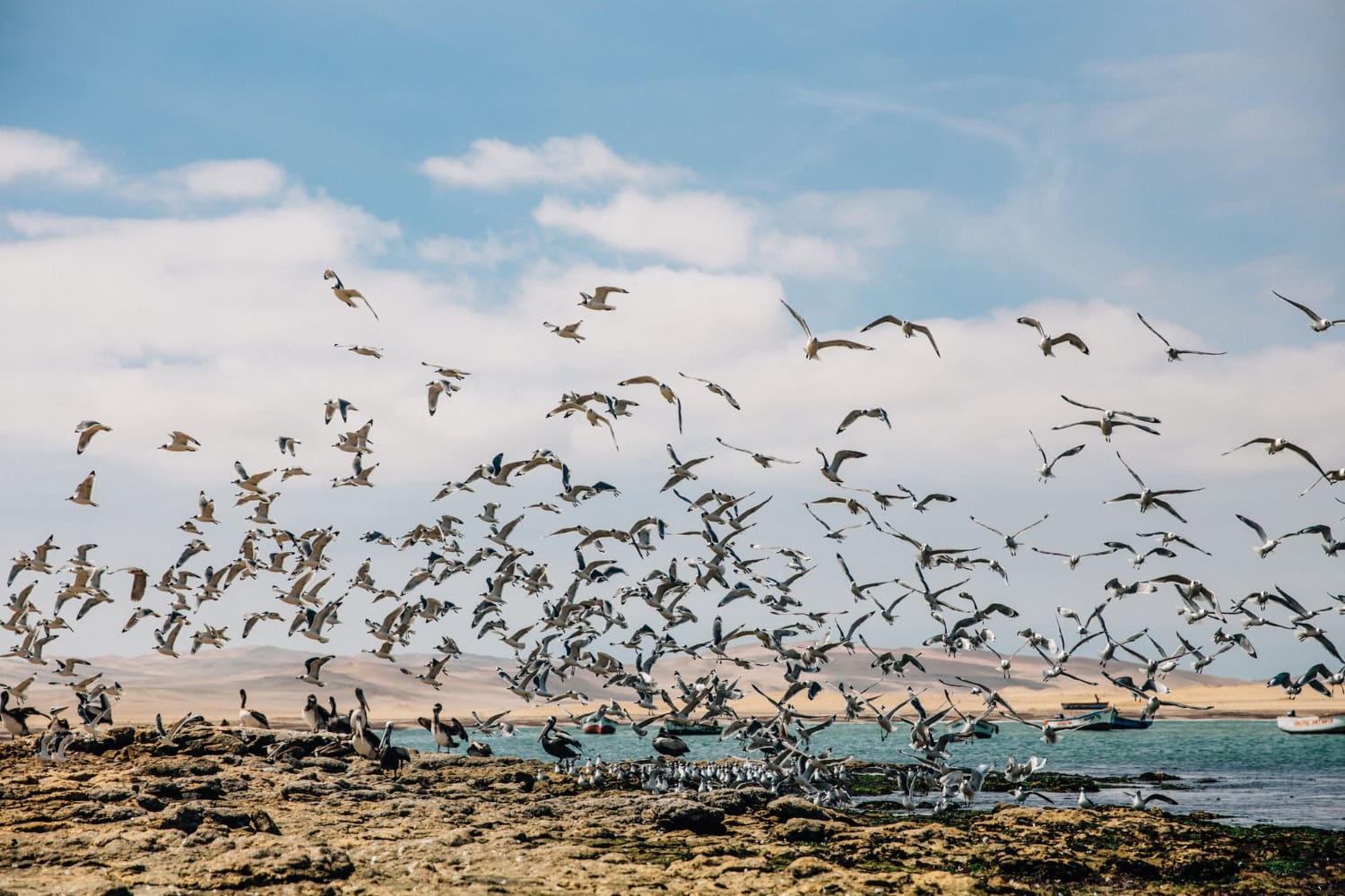 Qual è il più grande stormo di uccelli mai visto nei cieli?