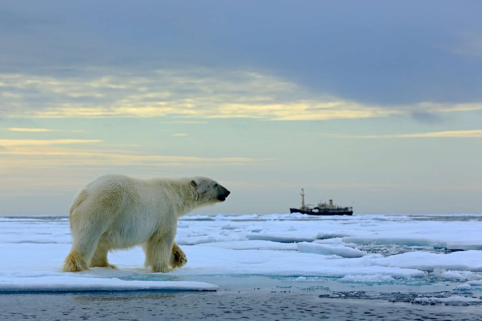 Svalbard: l’incredibile bellezza selvaggia dell’ultimo confine della Norvegia