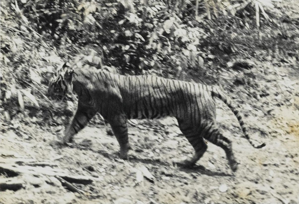 Sorpresa! La tigre di Giava potrebbe non essere estinta