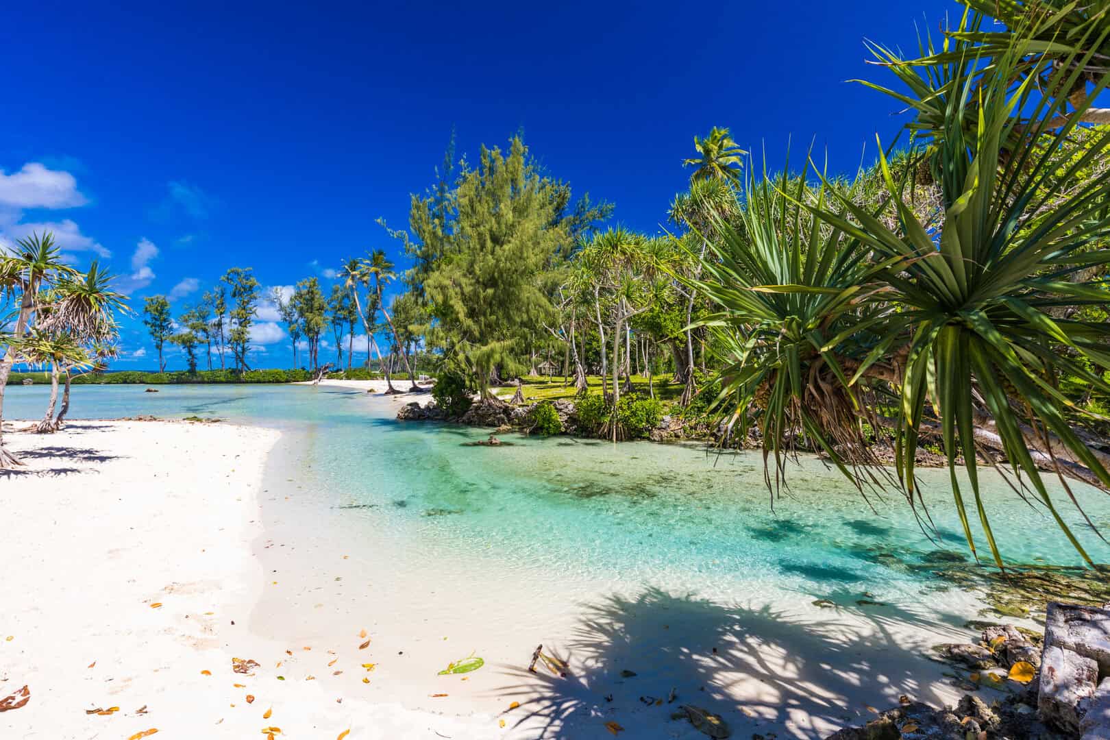 vanuatu spiaggia palme