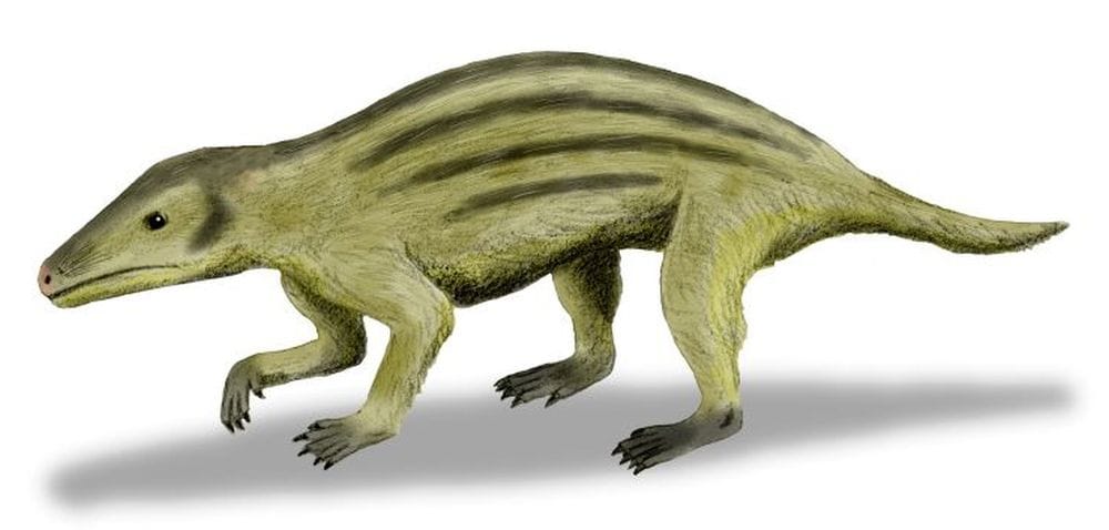 antichi mammalia