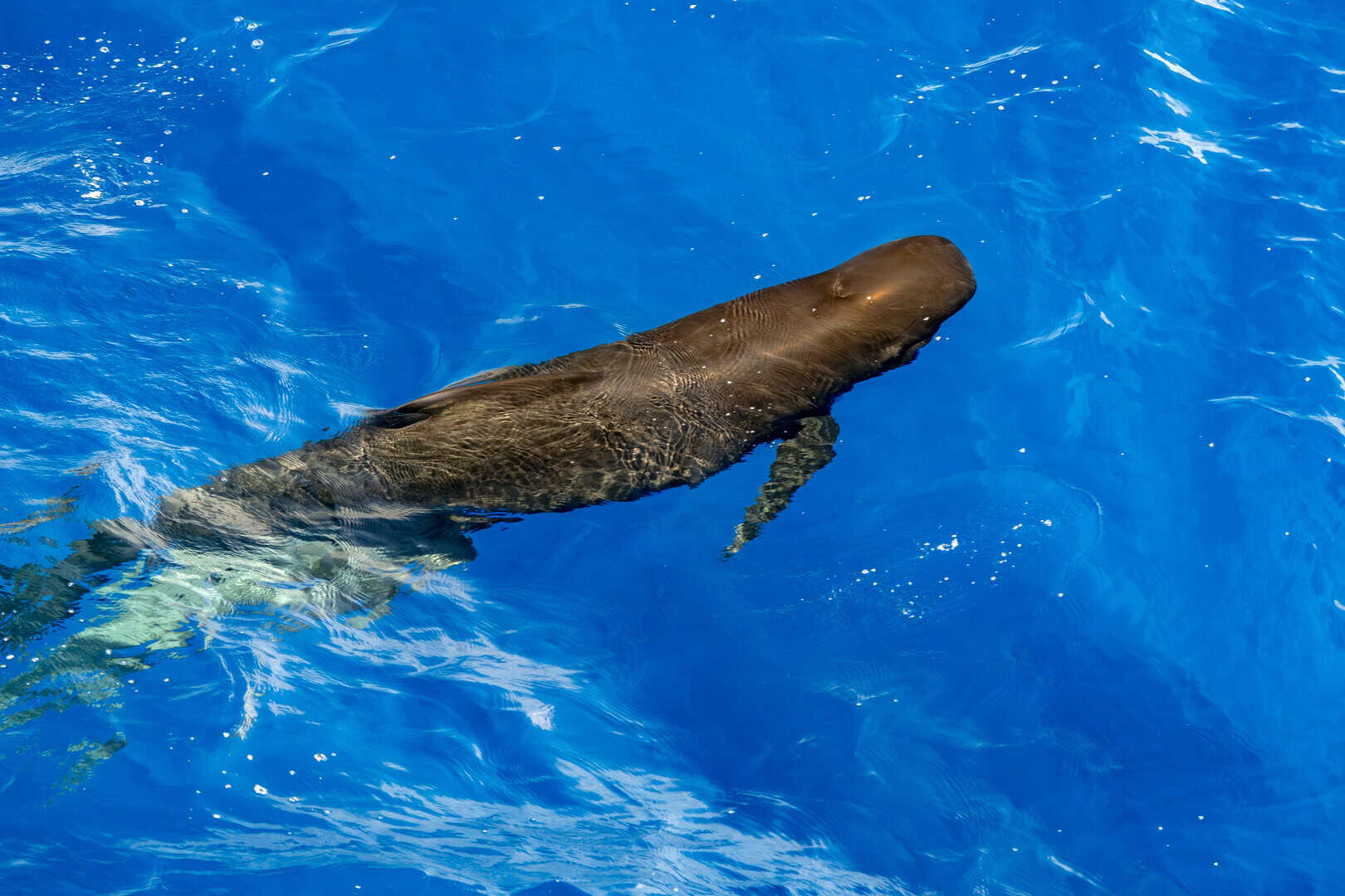 Alla scoperta dei cetacei in Italia: ecco da dove partire per l’osservazione delle balene