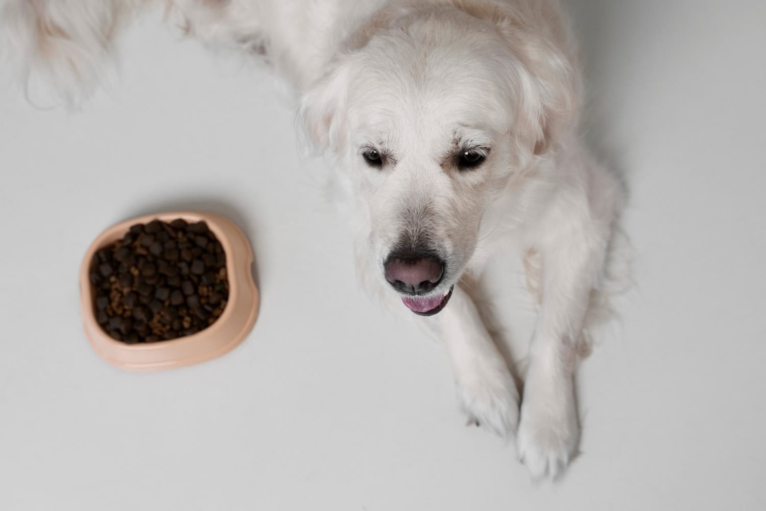cane vegano