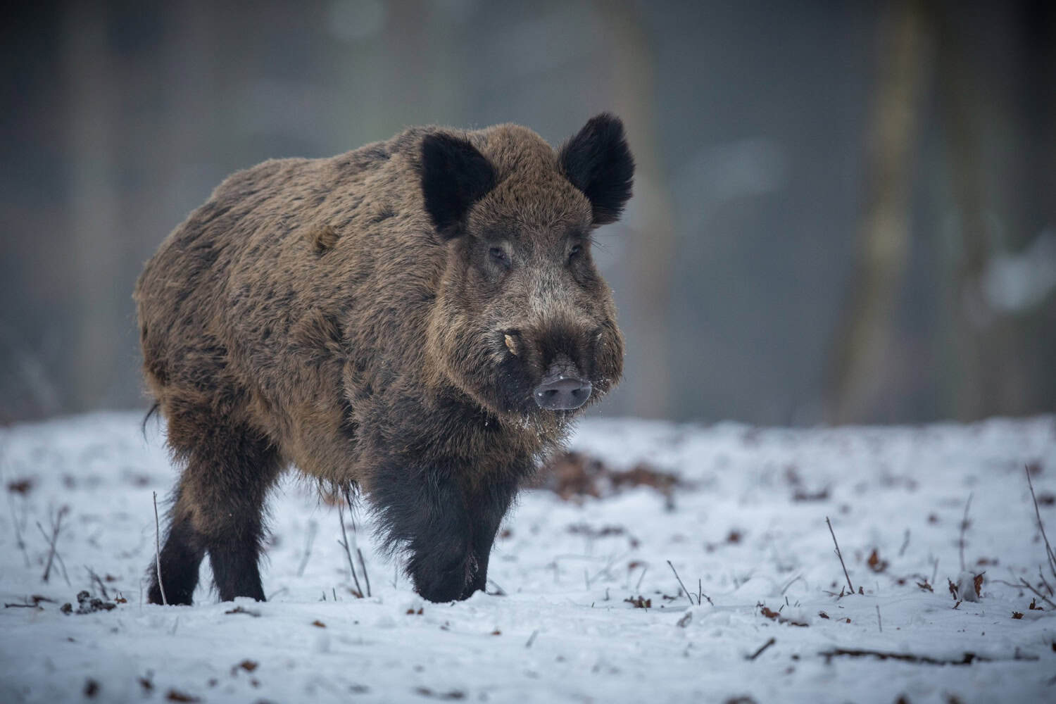 cinghiale chernobyl