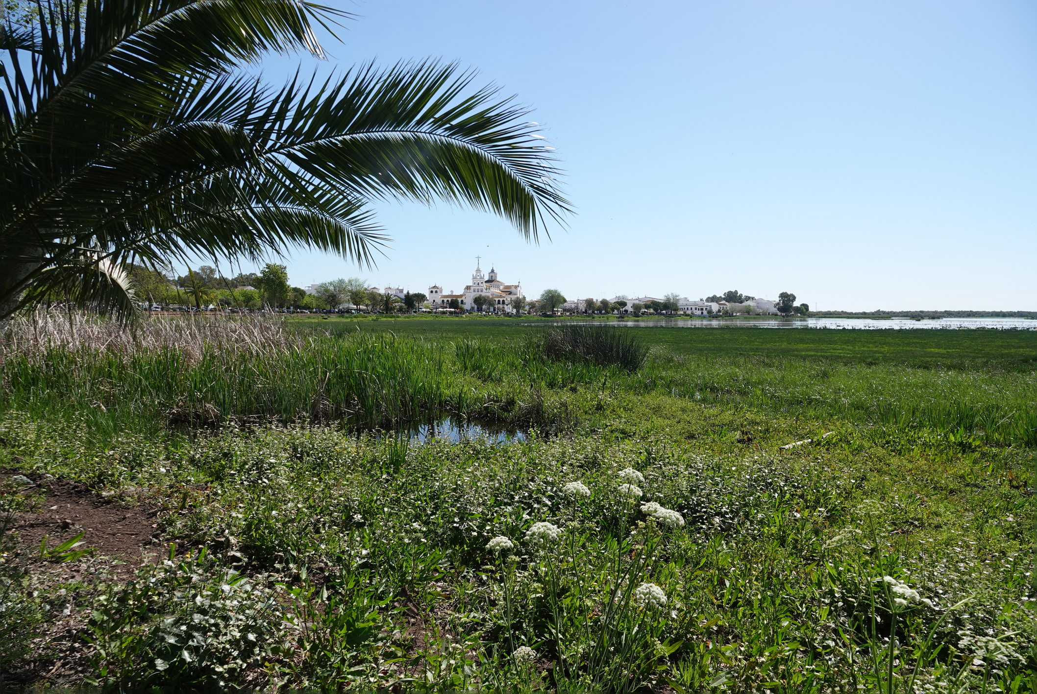 Spagna: le piogge primaverili scatenano rinascita ecologica nel Parco Nazionale di Doñana