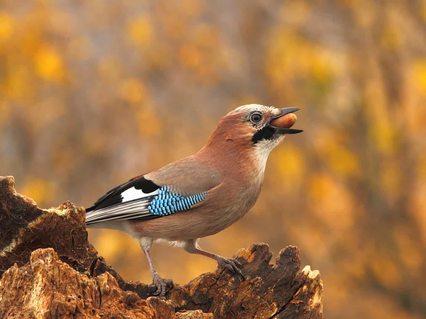 ghiandaia eurasiatica