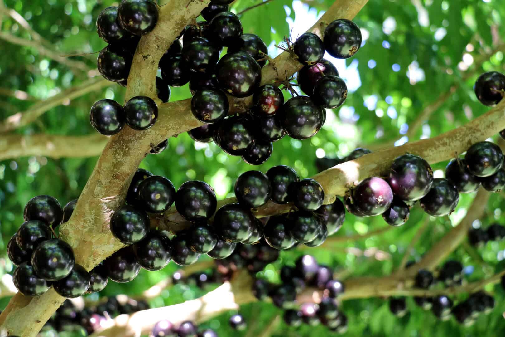 jaboticaba buccia glicemia