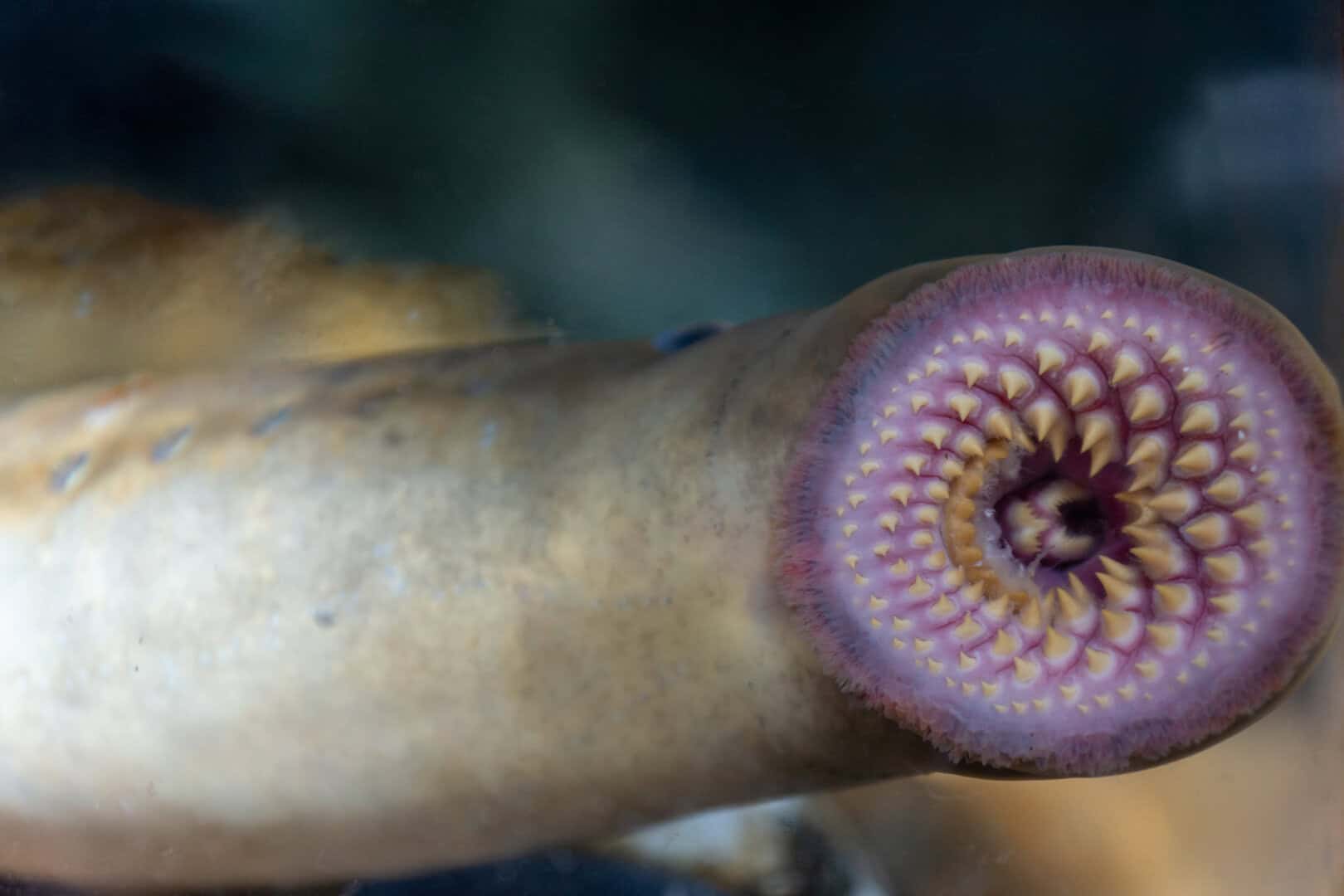 lampreda australiana