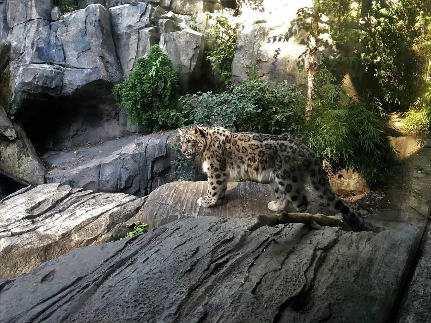 new york bronx zoo