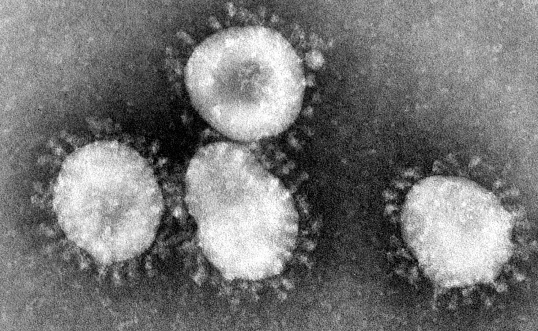 nidovirus