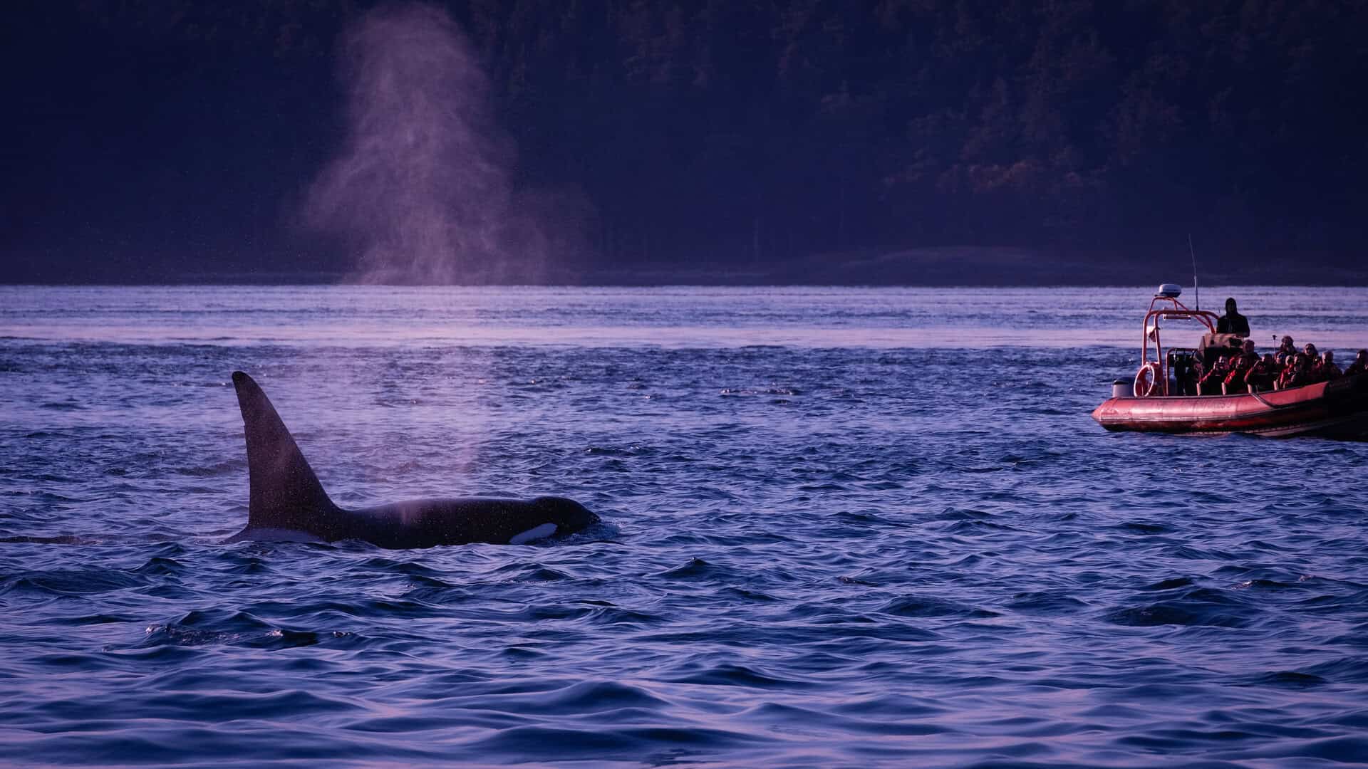 orca attacca barche