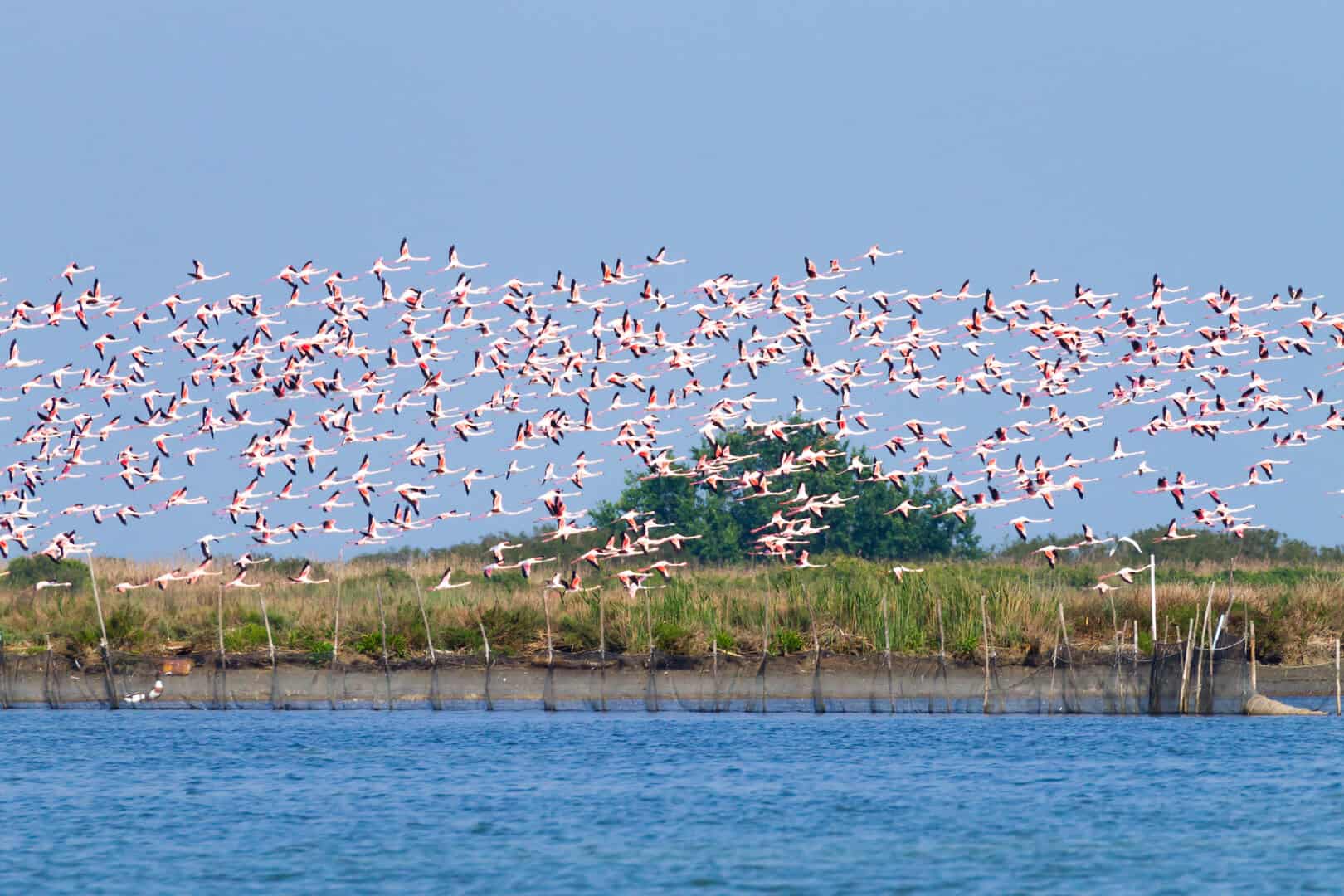 Un viaggio nell’incanto naturale del Parco del Delta del Po