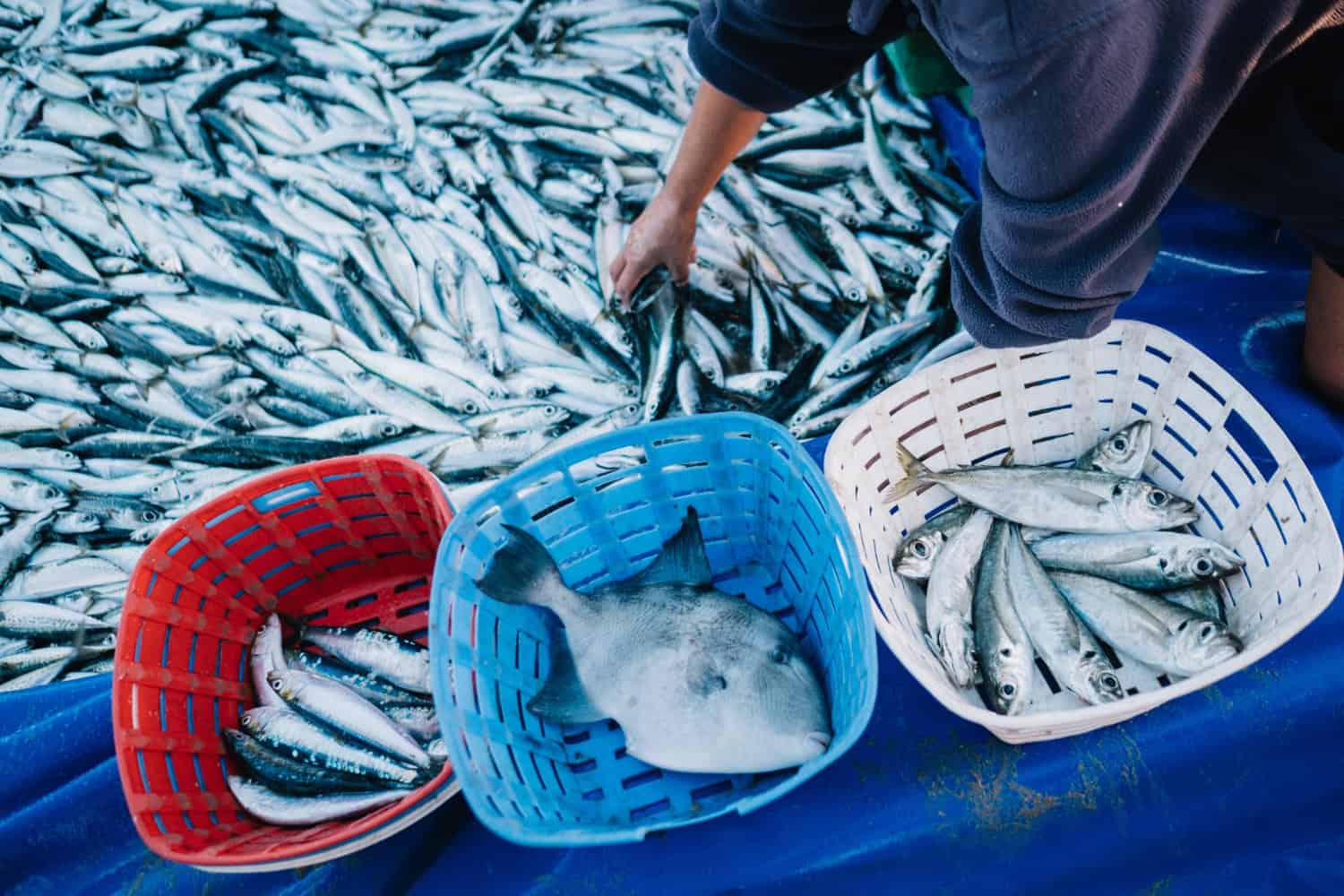 Preservazione degli ecosistemi marini: strategie di gestione delle risorse ittiche