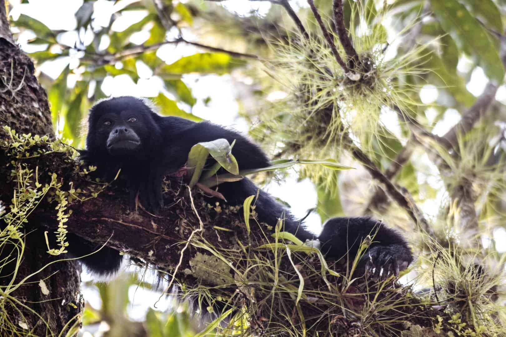Scimmie urlatrici muoiono cadendo dagli alberi durante una feroce ondata di calore in Messico
