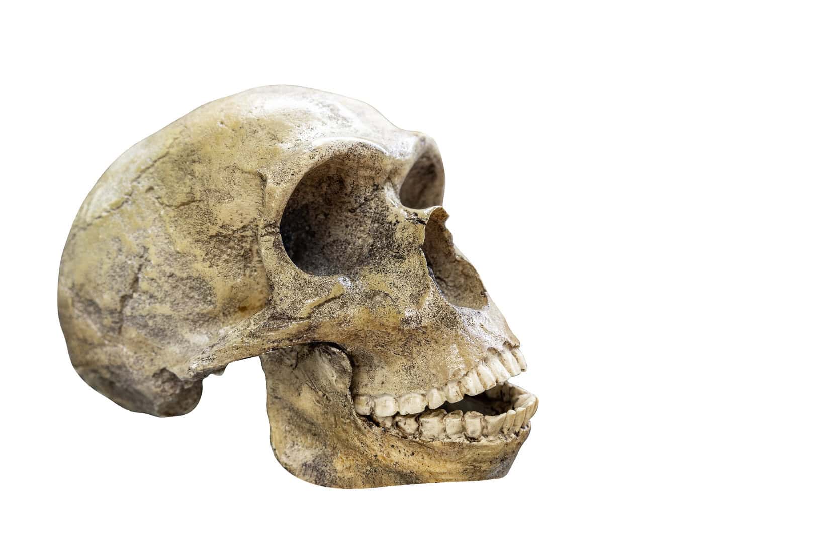 teschio neanderthal