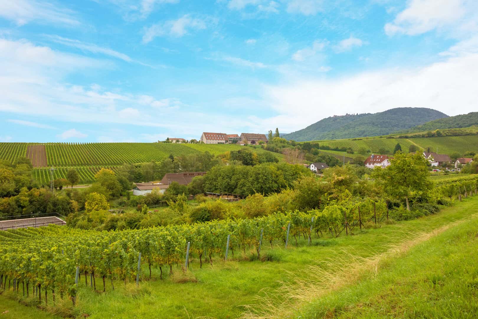 Viaggio nelle strade del vino del Palatinato: un percorso enologico raffinato
