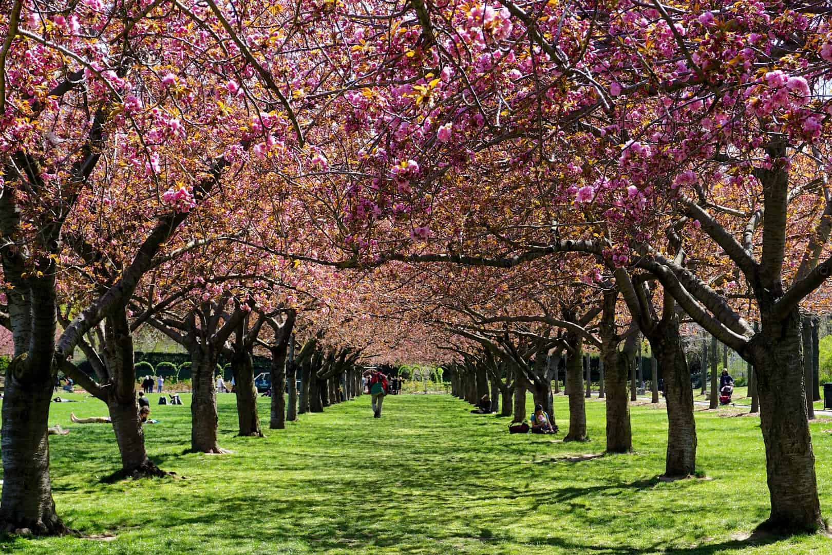 brooklyn botanic garden new york