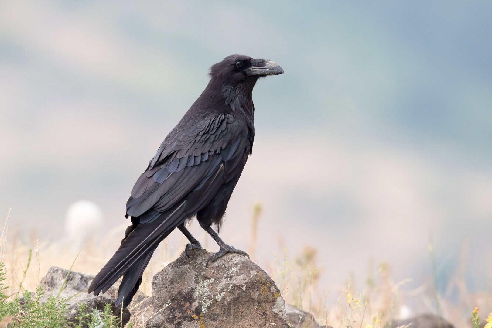 corvo imperiale sa contare