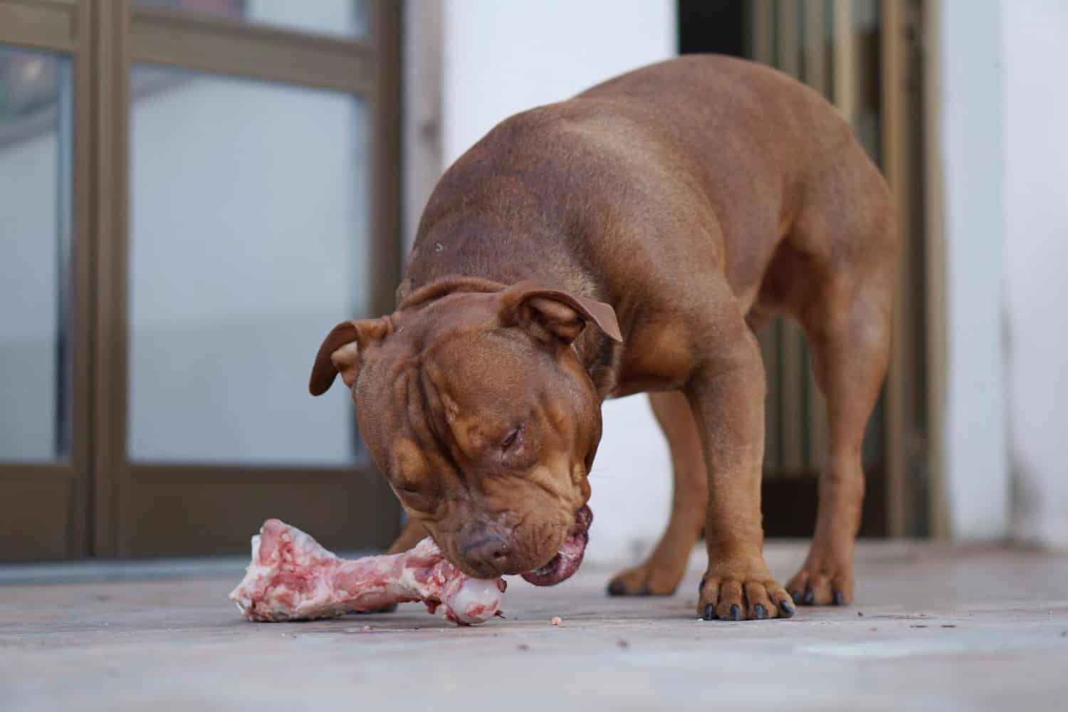 dieta carne cruda per cani