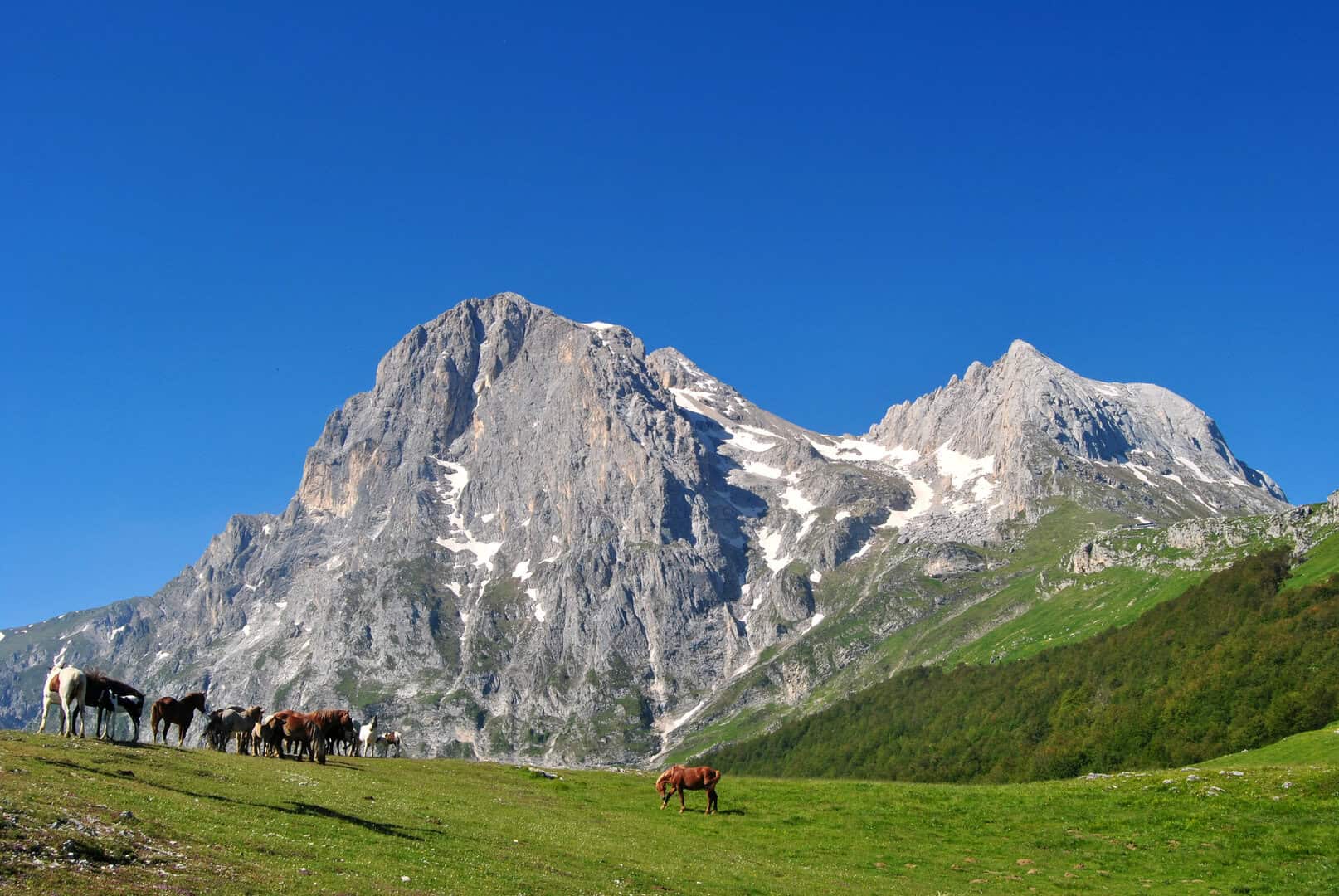 gran sasso abruzzo cavalli