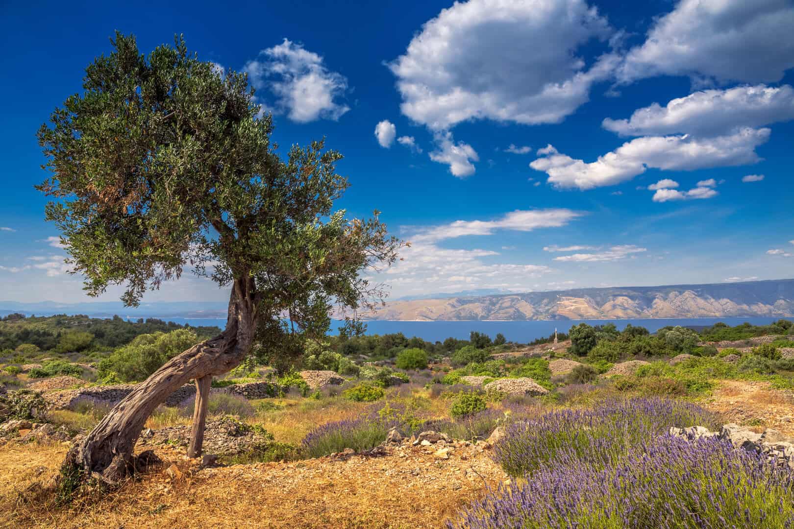 hvar lavanda ulivi
