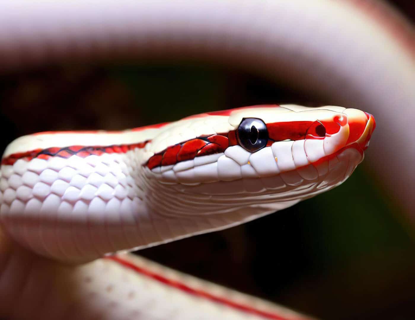 nuova specie serpente