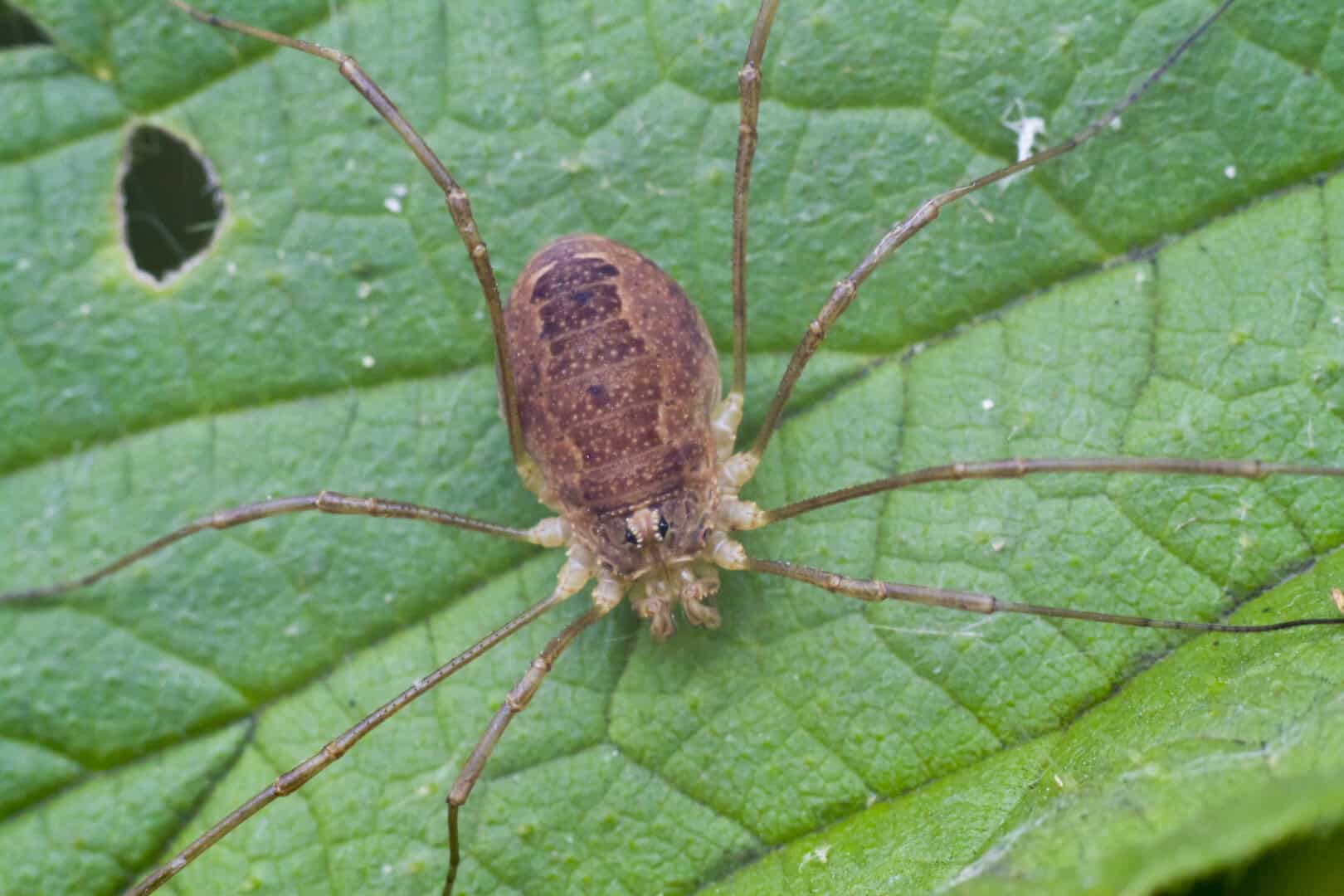 opiliones scoperto antenato