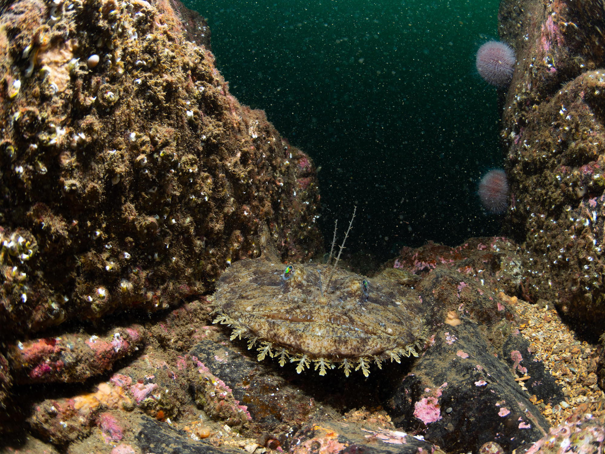 pesce pescatore