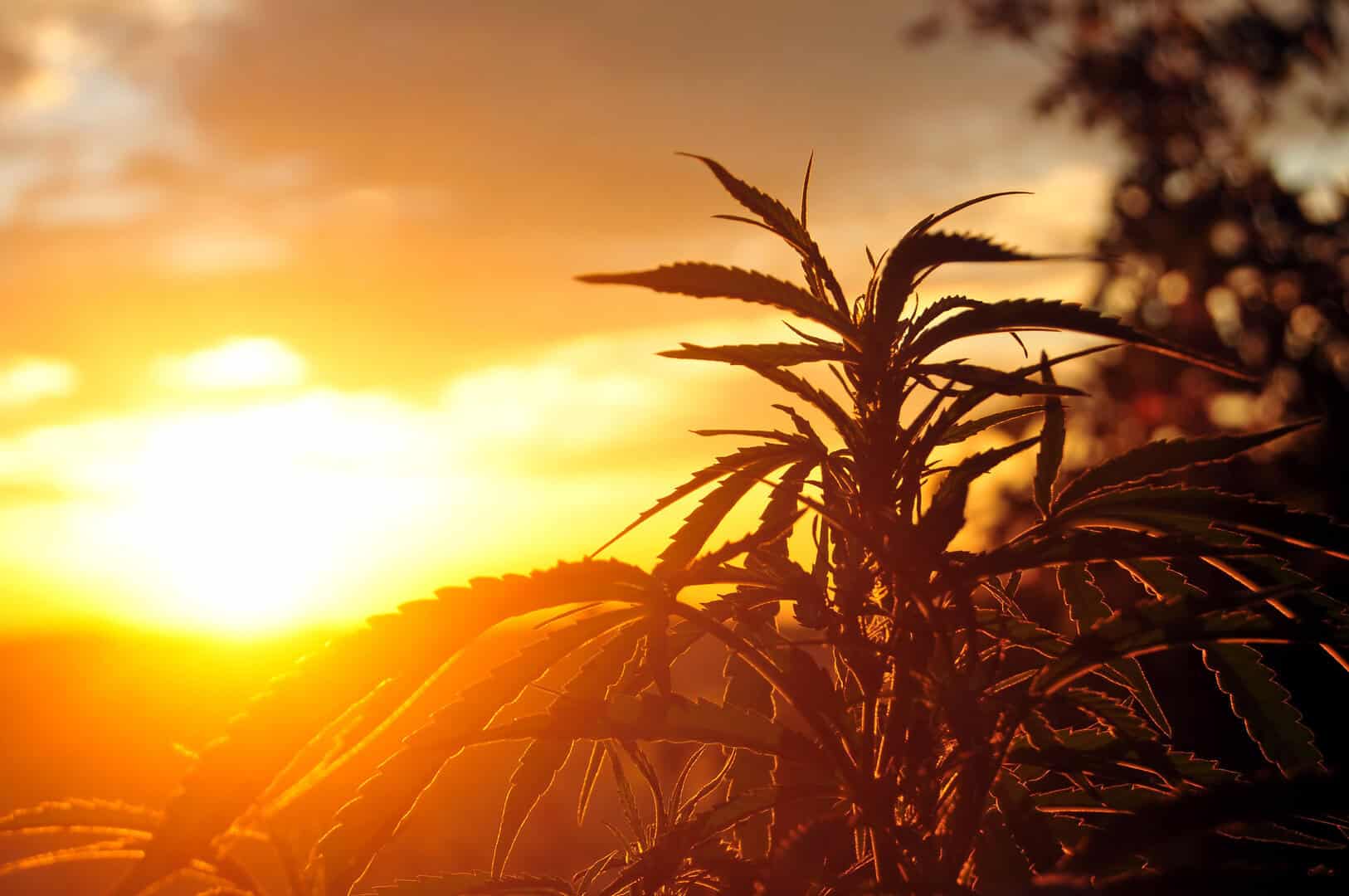 Sollievo dal dolore cronico: molecole naturali nella cannabis efficaci come la morfina