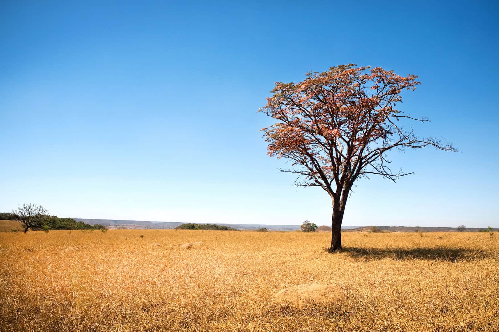 Crisi climatica: la peggiore siccità del Cerrado brasiliano in 700 anni