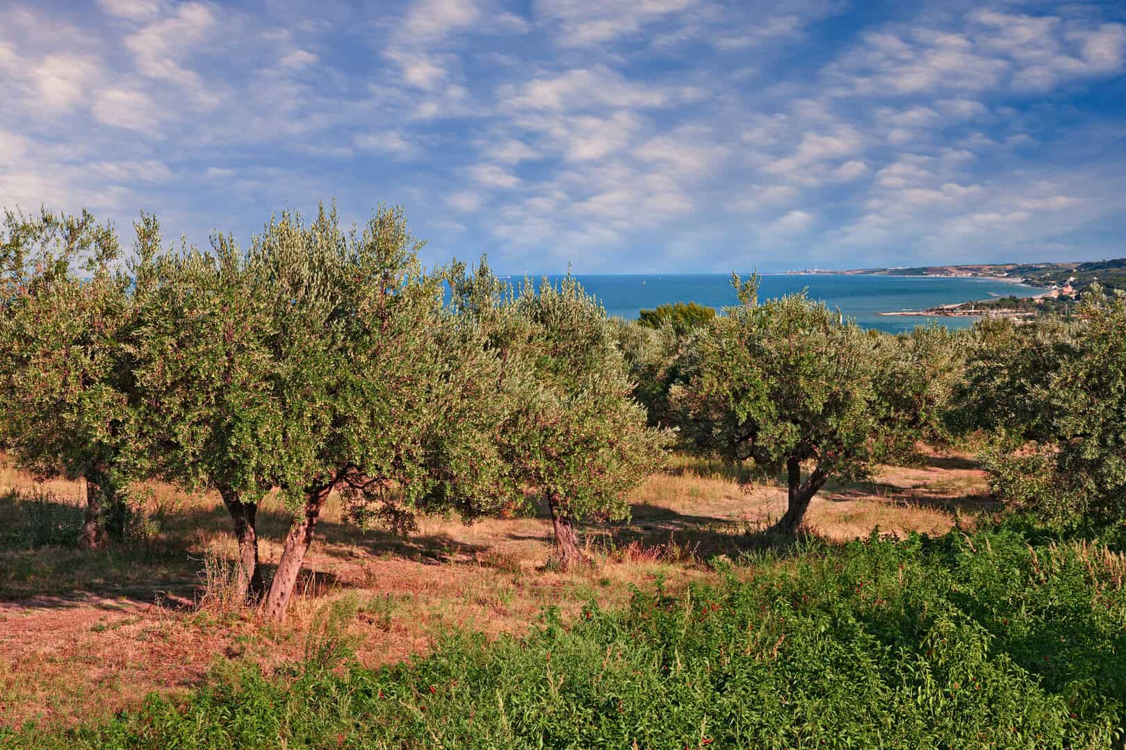 ulivi a chieti abruzzo