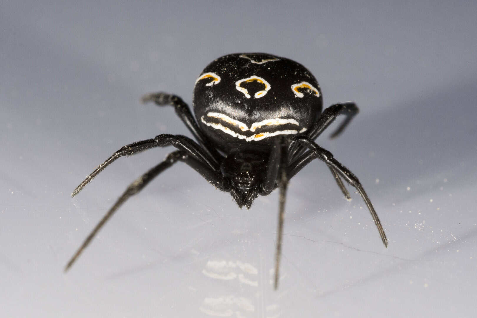 vedova nera europea