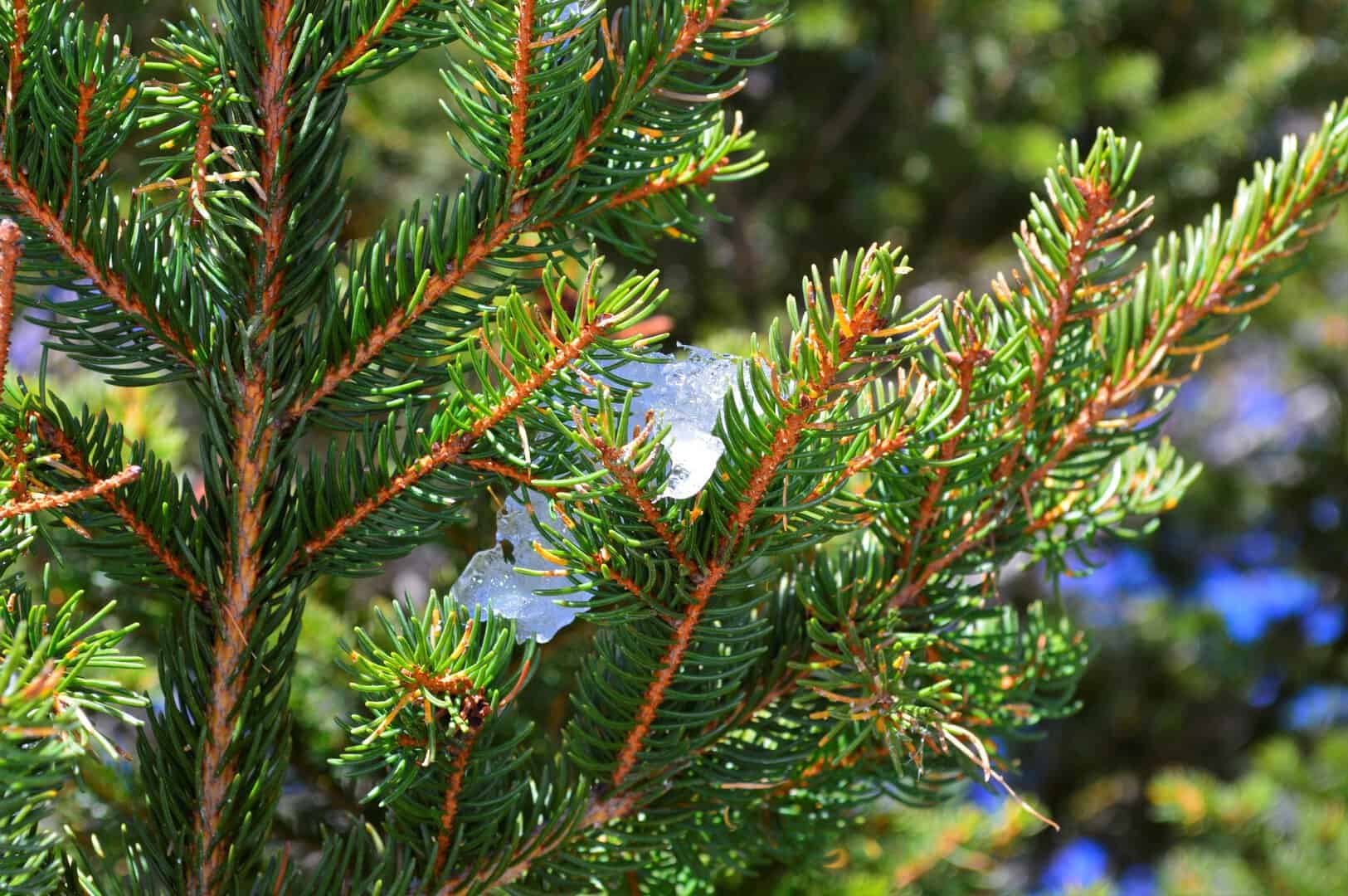 adattamento climatico alberi