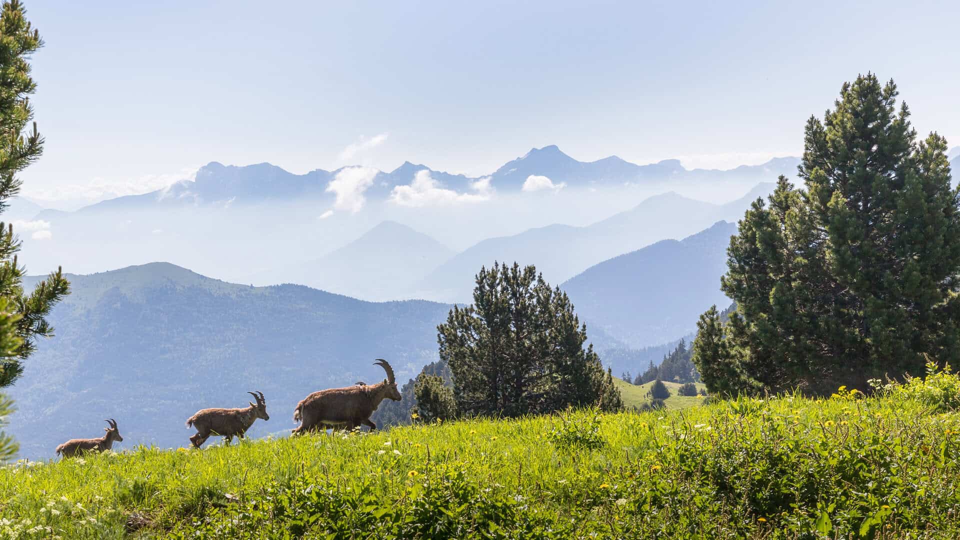 Un futuro più caldo e secco: come le zone ad alta quota potrebbero diventare un rifugio per le specie viventi