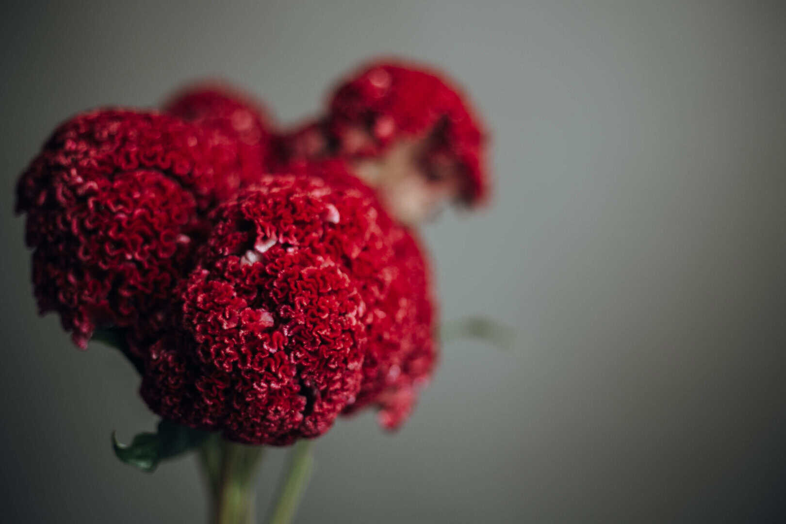 cellulosa rossa