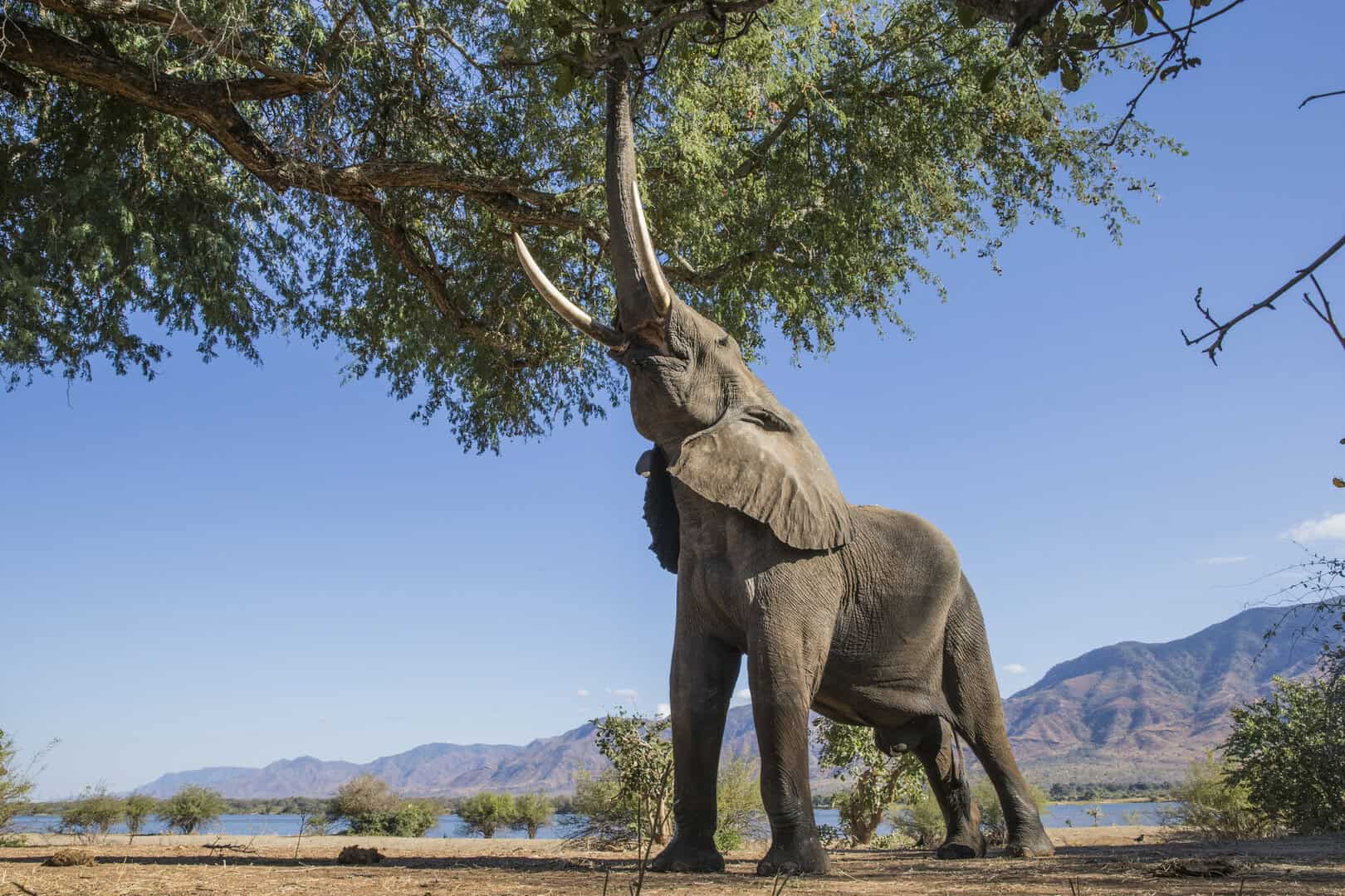 elefante africano animale piu forte